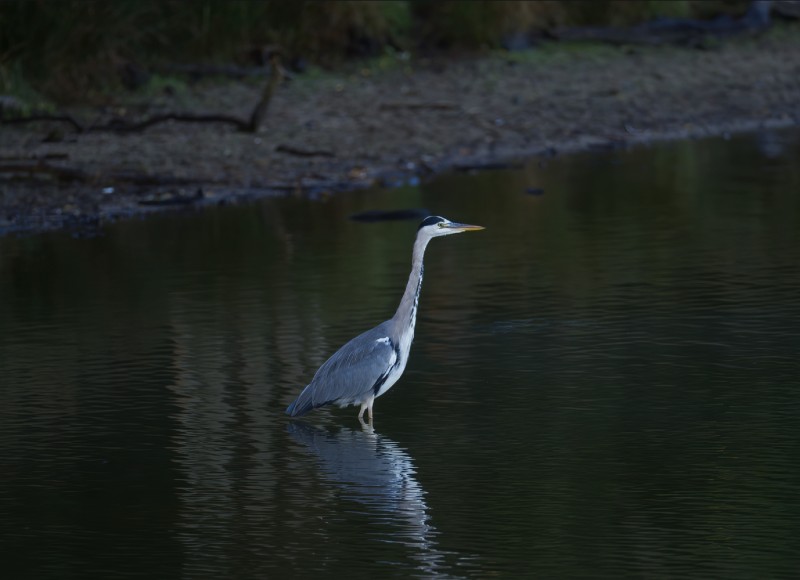 Richmond_5.jpg