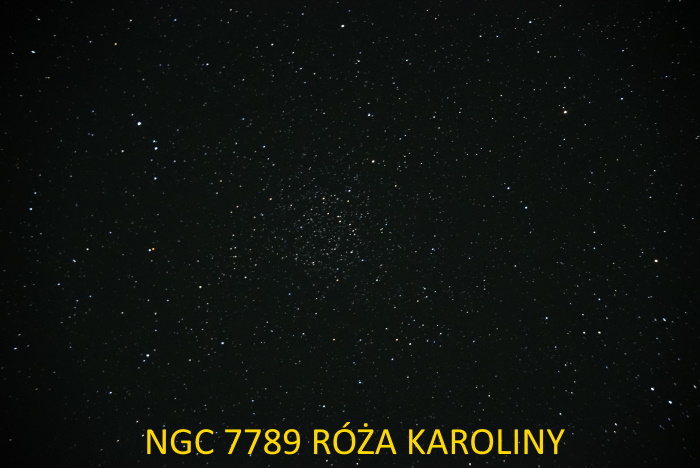 NFC 7789 Róża Karoliny Cas ast.JPG