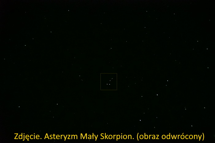 ast mały skorpion.JPG