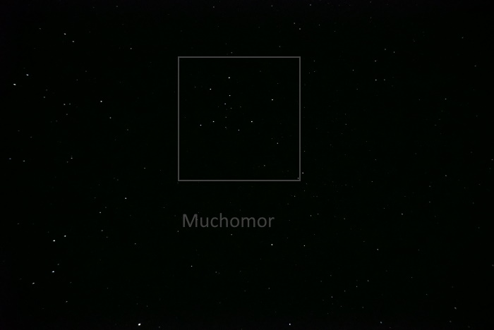 MUCHOMOR ZDJ .JPG