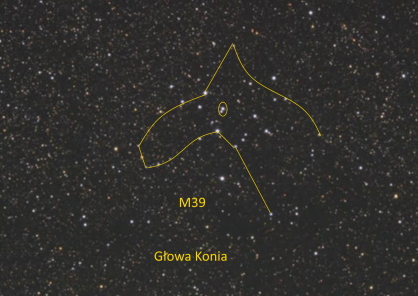 Glowa Konia zdj.png